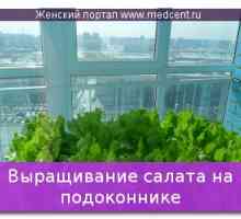 Pěstování salát na parapetu