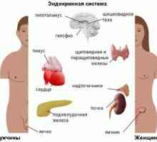 Žlázy a endokrinní systém paraganglia: typy, vlastnosti a funkce orgánů