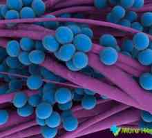 Staphylococcus aureus u dětí - ať už je to nebezpečné, a když je třeba bít na poplach?