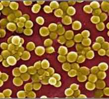 Staphylococcus aureus ve střevě