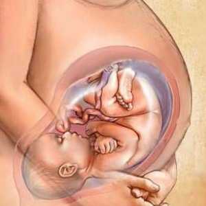 27 Týdnu těhotenství - a plodu ženy pohody tomto období