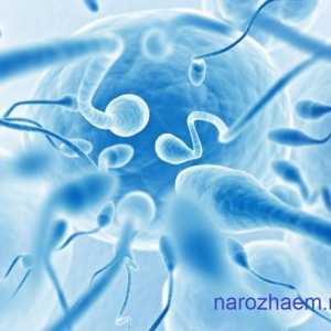 Nízká mobilita spermií