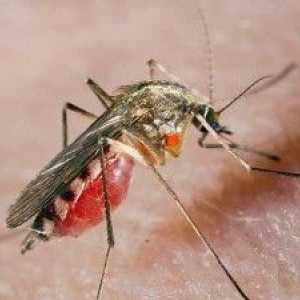 Alergičtí na bodnutí komárem: jak se vypořádat s pijavice?