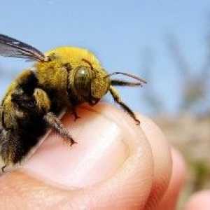 Alergie na hmyzí kousnutí - jak se projevují a jak léčit?