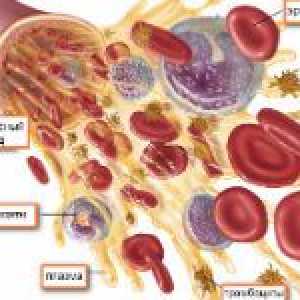 Krevní test na PLT a její interpretace