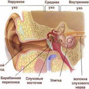 Anatomie lidského ucha: strukturální znaky