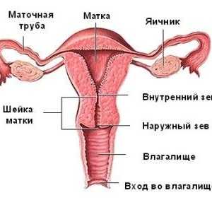 Anatomie ženských pohlavních orgánů
