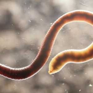 Rychle se zbavit pinworms u dospělých