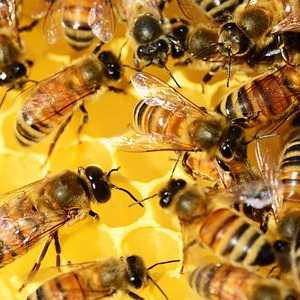Léčivá síla uhynulých včel