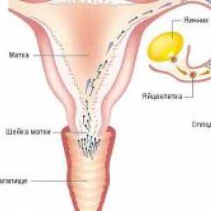 Jaká velikost je vajíčko na ovulaci?