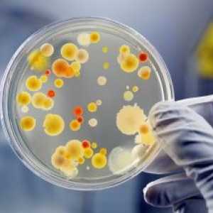 Bakteriální infekce - příznaky, diagnostika a metody léčby