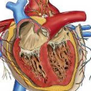 Vrozená srdeční vada a jejich příčiny