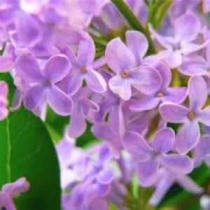 Fialové květy v lidovém léčitelství: recepty