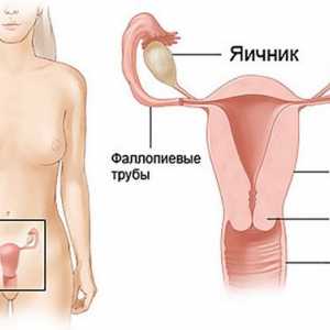 Ovariální dysfunkce: první signál absence mentruatsy