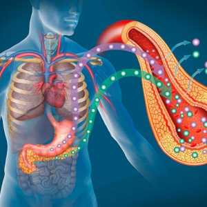Pankreatické enzymy. Jaká je jejich role v těle?