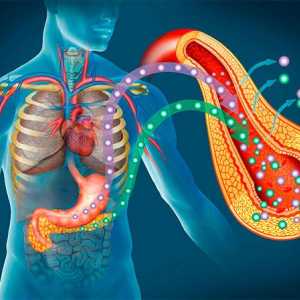 Pankreatické funkce vliv na celé tělo