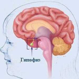 Hypofýzy hormony a jejich funkce