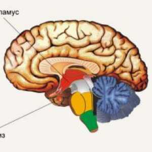Hormony hypofýzy a hypotalamu: vztah, vlastnosti a možné nemoci