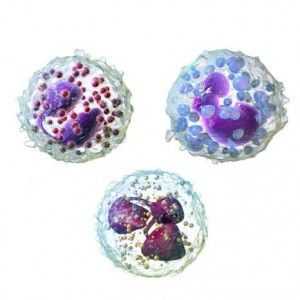 Granulocyty: Blood norma a patologie, kteří je léčí, funkce a role v těle