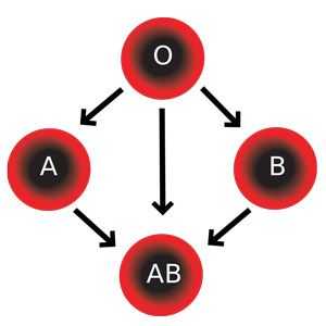 Krevní skupina (AB0): podstata, definice dítěte, kompatibilita, co dělá?