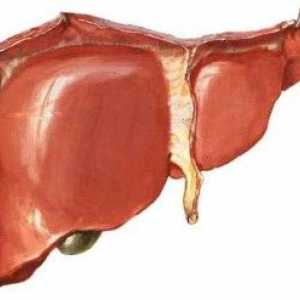 Chronická hepatitida kryptogenní: popis příčin, symptomy a léčbu této choroby