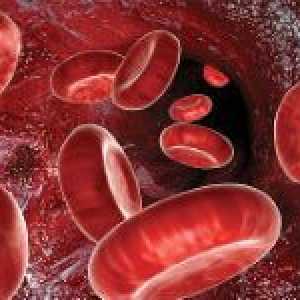 Co to je v krvi, a jaká je jeho role v lidském těle