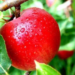 Jabloň. Výhody jablek