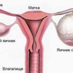 Vaječníky v průběhu menstruace