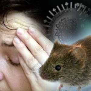Jak víte, že příznaky myš horečka? Diagnóza a léčba.