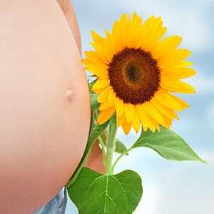 Co je žluté tělísko v průběhu těhotenství