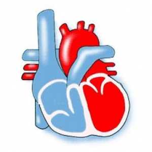 Různé typy kardiomyopatie: výskyt, diagnostika a léčba onemocnění