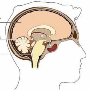 Cysta epifýza (epifýza) mozek