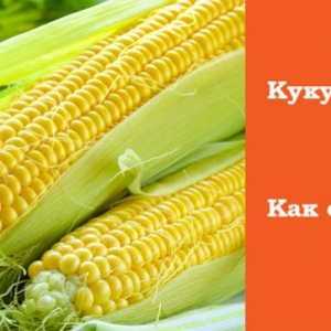 Corn. Užitečné vlastnosti a její aplikace