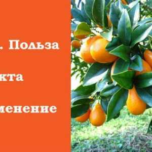 Kumquat. užitečné vlastnosti
