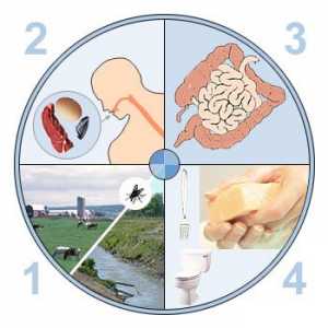 Léčba akutní gastroenteritida a potraviny