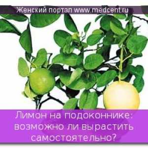 Lemon na okenním parapetu: Je možné pěstovat svůj vlastní?