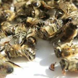 Mrtvé včely jsou užitečné pro srdce, a jsou naprosto neškodné!
