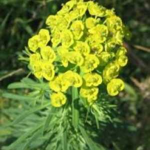 Euphorbia: užitečné vlastnosti. Použití milkweed, použití pravidel, recepty