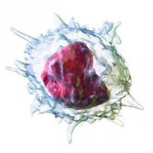 Monocyty: normy, způsobuje vysoké a nízké, a schopnost fungovat