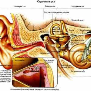 Mezi nejčastější onemocnění ucha