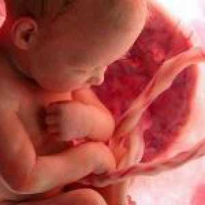 Porušení děloze-placentární průtok krve během těhotenství
