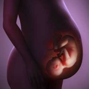 Nefropatie těhotná
