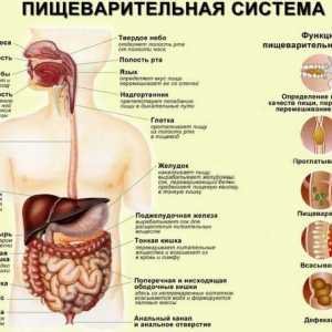 Rozbolavělá bolest v břiše - důsledkem problémů s gastrointestinálního traktu