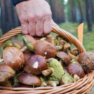 Otravě houbami: kolik mají příznaky a objeví příznaky