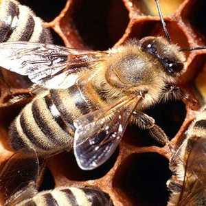 Včelí pyl - unikátní prostředek mnoha nemocí