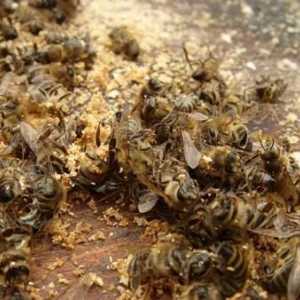 Bee Podmore: užitečné nebo škodlivé pro neobvyklou sbírku?