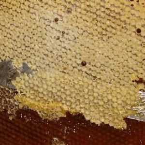 Bee Zabrus posilují imunitní systém a léčit řadu onemocnění