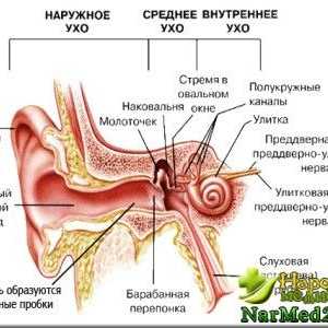 První a oblíbené lidové léky v léčbě zánětu středního ucha