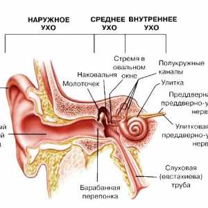 Cizí těleso v uchu
