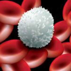 Proč trochu krve leukocyty